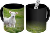 Magische Mok - Foto op Warmte Mokken - Koffiemok - Lam - Gras - Dier - Magic Mok - Beker - 350 ML - Theemok