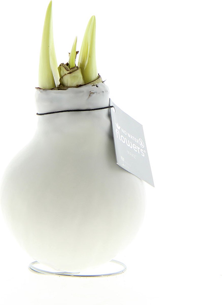 Wax Amaryllis Wit WITTE BLOEM | Prachtige Wax Amaryllis voor in huis | Wit