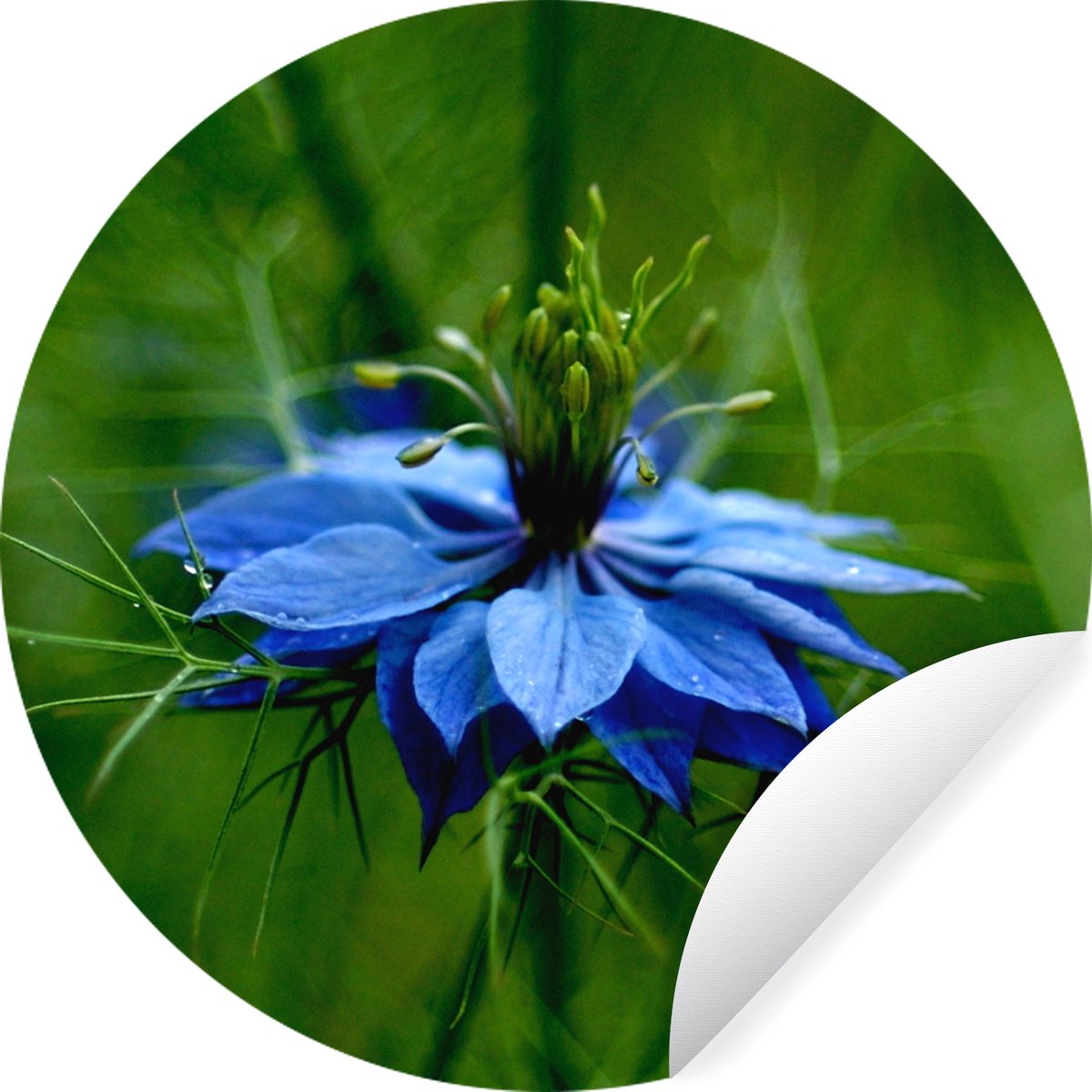 WallCircle® - Behangcirkel 140x140 cm - Muurstickers Een blauwe nigella op een groene achtergrond - Muurcirkel woonkamer - Wandcirkel slaapkamer - Kamer decoratie zelfklevend - Muurdecoratie accessoires