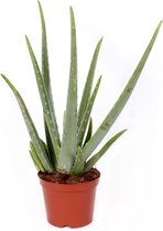 Hellogreen Kamerplant - Aloe Vera - 55 cm