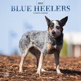 Blue Heelers Kalender 2022