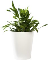 Plant in hydrocultuur systeem van Botanicly: Drakenboom met weinig onderhoud – Hoogte: 35 cm – Dracaena reflexa Song of Jamaica