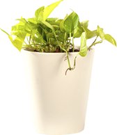 Plant in hydrocultuur systeem van Botanicly: Epipremnum pinatum Neon met weinig onderhoud – Hoogte: 5 cm