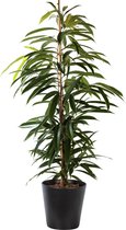 Plant in hydrocultuur systeem van Botanicly: Rubberboom met weinig onderhoud – Hoogte: 105 cm – Ficus binnendijkii Amstel King