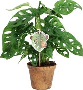 FloriaFor - Monstera Obliqua ‘Monkey Leaf’ - - ↨ 25cm - ⌀ 12cm
