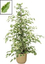 Mama's Planten - Ficus Benjamina 'Twilight' In ELHO Vibes Fold Rond Sierpot  (botergeel) - Vers Van De Kweker - ↨ 105cm - ⌀ 22cm