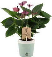 Kamerplant van Botanicly – Flamingoplant in twee toon keramiek pot als set – Hoogte: 36 cm – Anthurium baby purple