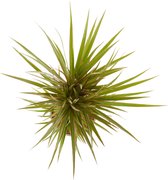 Kamerplant van Botanicly – Drakenboom – Hoogte: 75 cm – Dracaena Bicolour