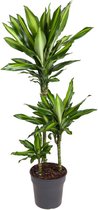 Kamerplant van Botanicly – Drakenboom – Hoogte: 115 cm – Dracaena fragr. Cintho
