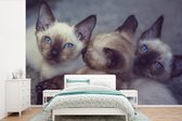 Behang - Fotobehang Drie Siamese kittens liggen bij elkaar - Breedte 600 cm x hoogte 400 cm