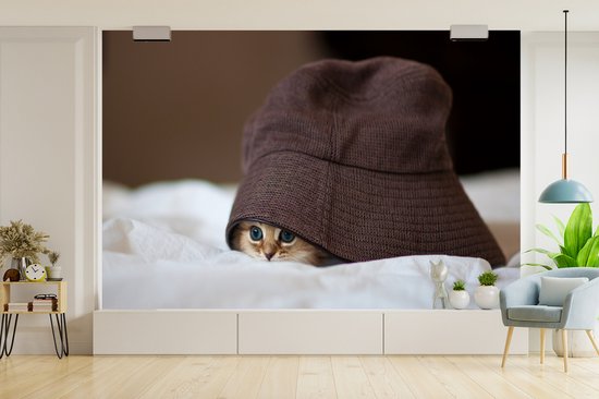 Papier peint photo vinyle - Un chaton persan caché sous un chapeau largeur 390 cm x hauteur 260 cm - Tirage photo sur papier peint (disponible en 7 tailles)