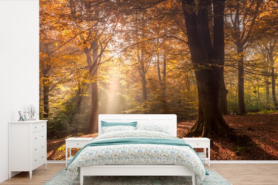 draad tiener honing Behang - Fotobehang Herfst - Licht - Bos - Breedte 360 cm x hoogte 240 cm |  bol.com