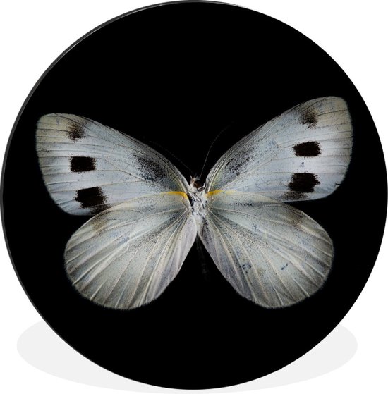 WallCircle - Wandcirkel - Muurcirkel - Vlinder - Insecten - Zwart - Aluminium - Dibond - ⌀ 30 cm - Binnen en Buiten
