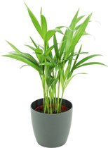 ZynesFlora - Areca Lutescens in Antraciet Sierpot - Kamerplant in pot - Ø 12 cm - Hoogte: 40 cm - Luchtzuiverend - Goudpalm - Palm - Kamerplant