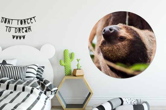 WallCircle - Wall Circle - Wall Circle Indoor - A Sloth Up Close Hanging Upside Down - 140x140 cm - Décoration murale - Peintures Ronds