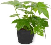 Kamerplant Fatsia Japonica – Vingerplant - ± 25cm hoog – 12 cm diameter - in zwarte sierzak