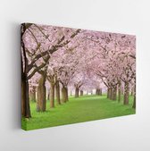 Rijen van prachtig bloeiende kersenbomen op een groen gazon -Modern Art Canvas -Horizontaal - 44202832 - 80*60 Horizontal