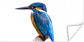 Poster IJsvogel - Veren - Tak - Blauw - 150x75 cm