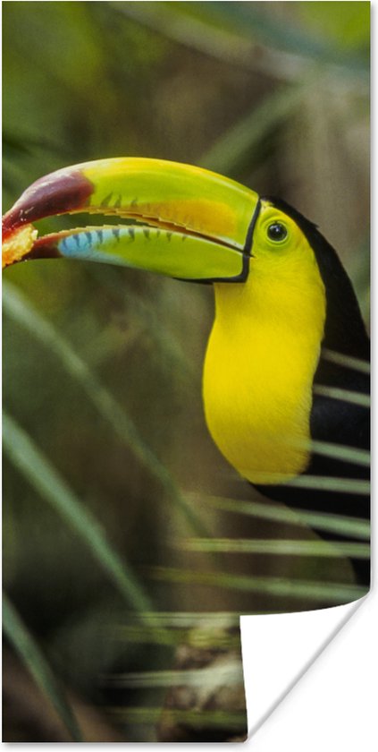 Affiche Toucan - Feuilles - Branche - 75x150 cm