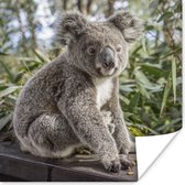 Poster Koala - Hout - Planten - Kids - Jongens - Meiden - 50x50 cm
