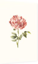 Darnastroos (York Lancaster Rose White) - Foto op Dibond - 60 x 90 cm