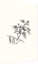 Gebladerte zwart-wit - Foto op Dibond - 40 x 60 cm