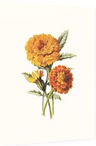 Goudsbloem (Marigold Whie) - Foto op Dibond - 30 x 40 cm