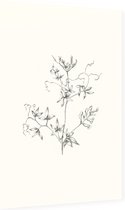 Rankende Helmbloem zwart-wit Schets (Climbing Corydalis) - Foto op Dibond - 40 x 60 cm