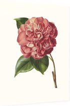 Camelia Aquarel (Camelia) - Foto op Dibond - 30 x 40 cm