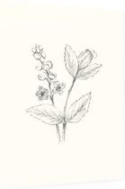 Actaea zwart-wit Schets (Baneberry) - Foto op Dibond - 30 x 40 cm