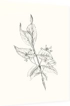 Kardinaalsmuts zwart-wit Schets (Spindle Tree) - Foto op Dibond - 60 x 80 cm