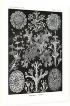 Cladonia - Lichenes (Kunstformen der Natur), Ernst Haeckel - Foto op Dibond - 30 x 40 cm