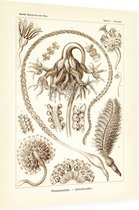 Pennatula - Pennatulida (Kunstformen der Natur), Ernst Haeckel - Foto op Dibond - 30 x 40 cm