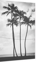 Palmbomen - Foto op Dibond - 60 x 90 cm
