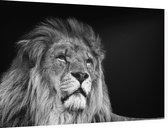 Statige Leeuw op zwarte achtergrond - Foto op Dibond - 60 x 40 cm
