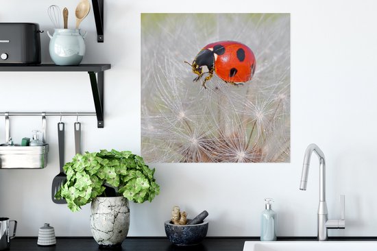 Poster Coccinelle sur pissenlit - 50x50 cm