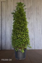 5 stuks | Taxus baccata Pot 175-200 cm Extra kwaliteit - Formele haag - Geschikt voor vormsnoei - Vruchtdragend - Weinig onderhoud