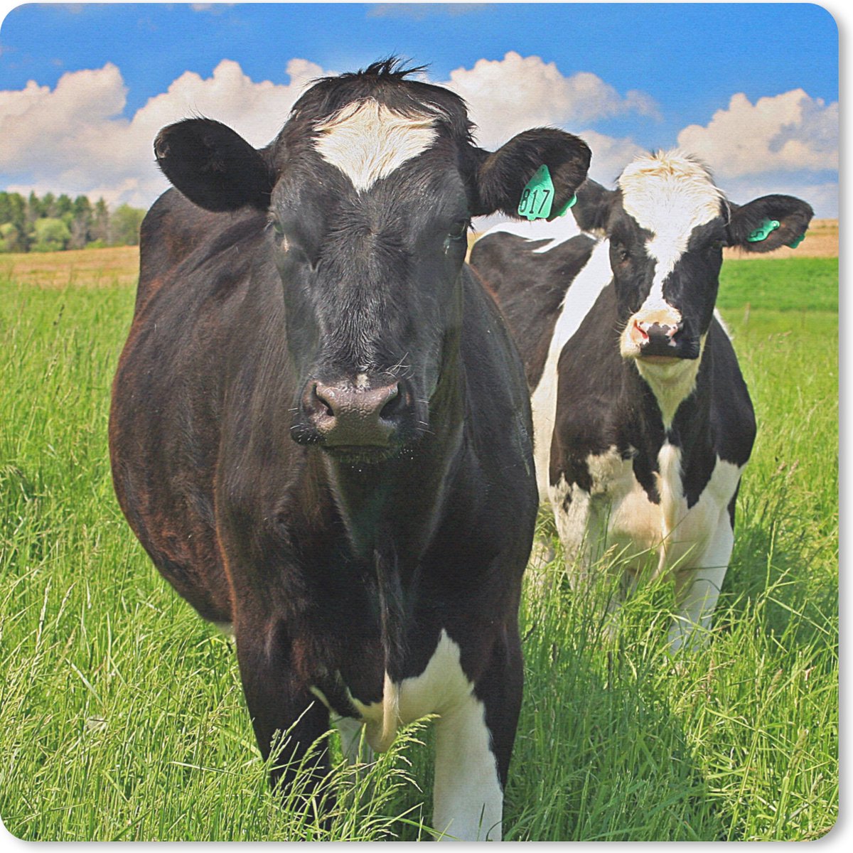 Muismat 30x30 cm - Mousepad Koe - Gras - Natuur - Dieren - Muismatten