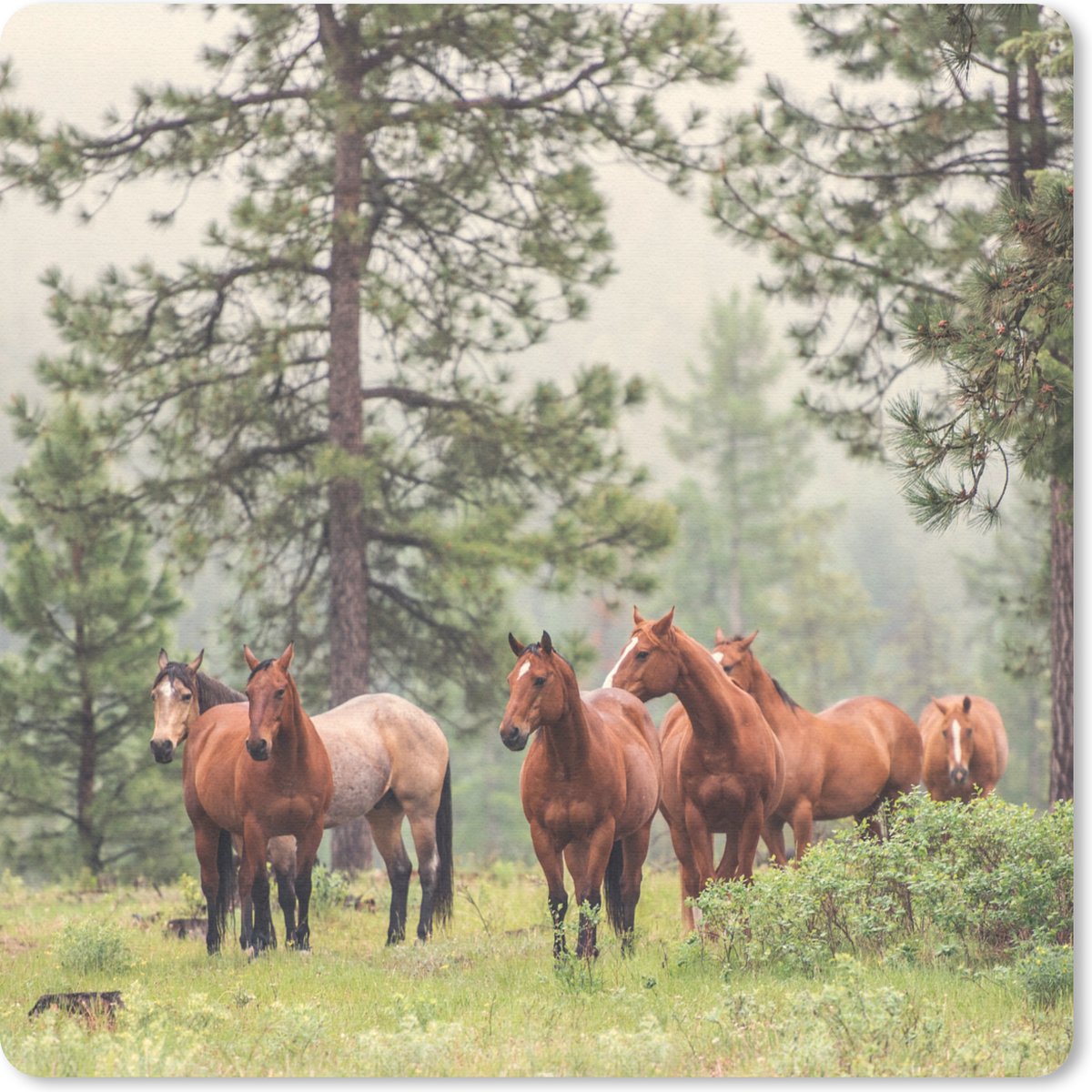 Muismat 20x20 cm - Mousepad Paarden - Bos - Mist - Muismatten