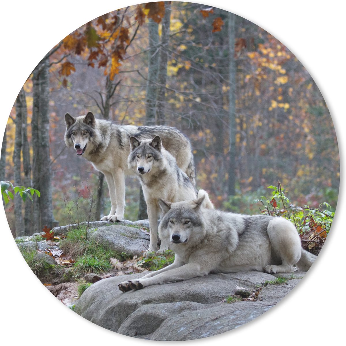 Muismat rond 30x30 cm - Mousepad Wolven - Rots - Bos - Ronde muismatten