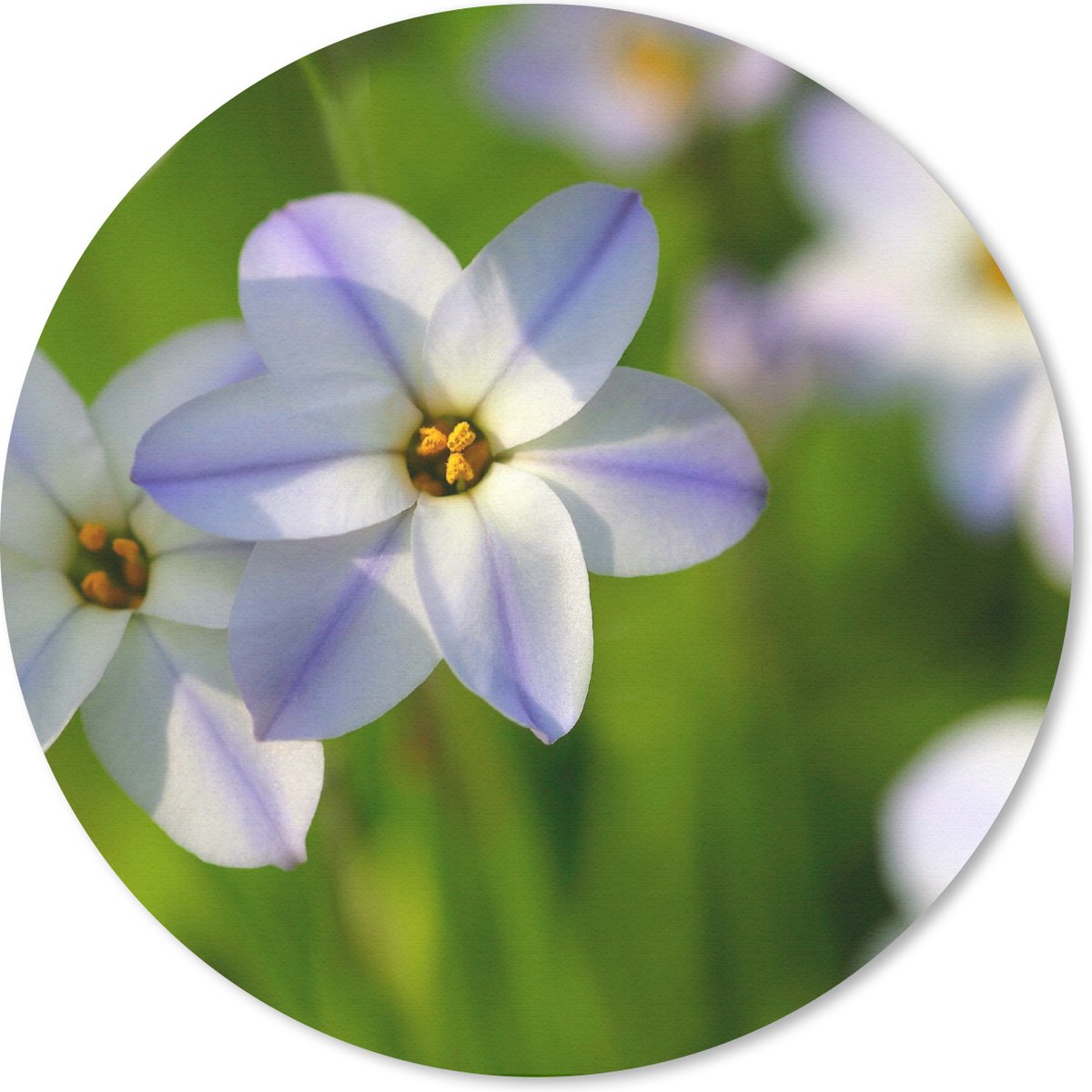 Muismat rond 20x20 cm - Mousepad Bloemen - Tuin - Paars - Ronde muismatten