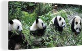 Canvas Schilderij Panda - Natuur - Bamboe - 80x40 cm - Wanddecoratie