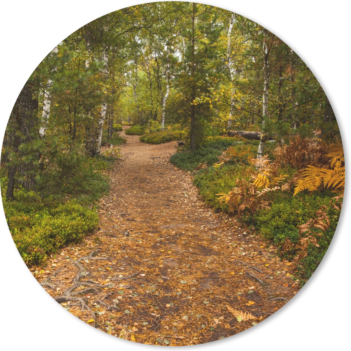 Muismat rond 30x30 cm - Mousepad Bos - Pad - Herfst - Bladeren - Ronde muismatten
