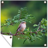 Tuinposters Vogel - Boom - Bos - 50x50 cm - Tuindoek - Buitenposter