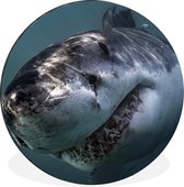 WallCircle - Wall Circle - Wall Circle - Requin - Wit - Water - Aluminium - Dibond - 140x140 cm - Intérieur et Extérieur