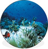 WallCircle - Wandcirkel - Muurcirkel - Onderwaterwereld met clownvissen - Aluminium - Dibond - ⌀ 90 cm - Binnen en Buiten