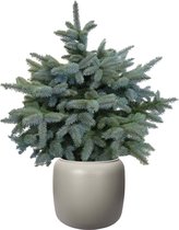 FloraExpert - Picea - 95 Cm - Ø 39.2