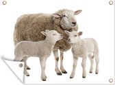 Muurdecoratie buiten Schaap - Dieren - Lam - 160x120 cm - Tuindoek - Buitenposter