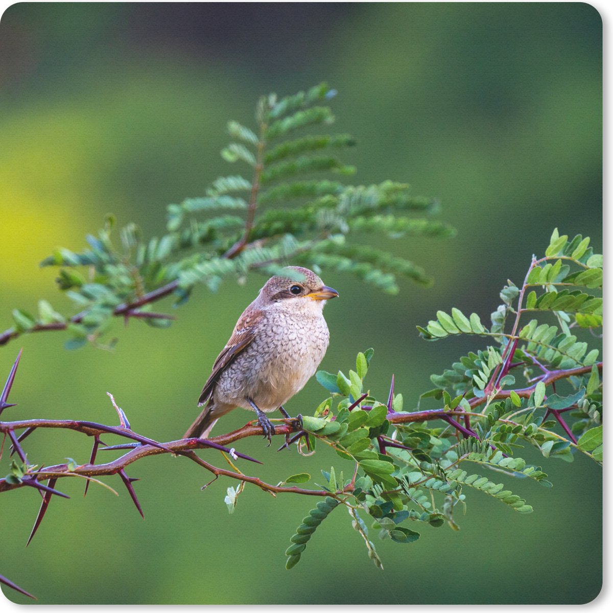 Muismat 30x30 cm - Mousepad Vogel - Boom - Bos - Muismatten