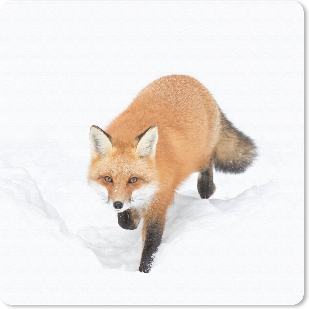 Muismat 20x20 cm - Mousepad Vos - Sneeuw - Winter - Muismatten